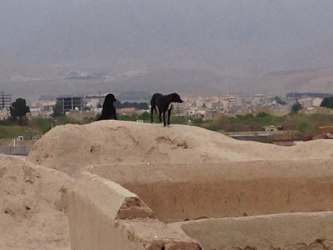 تپه جنوبی و کوچکتر سیلک که هیچ گونه حفاظی ندارد  سگ ها احساس کرده اند شاید بهتر باشد آنان از این بنا محافظت کنند